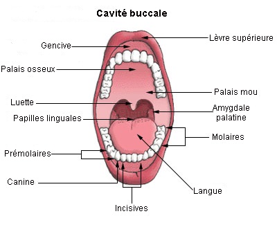 Cavité buccale